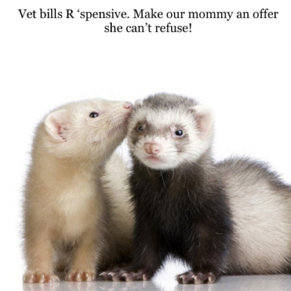 About offers..